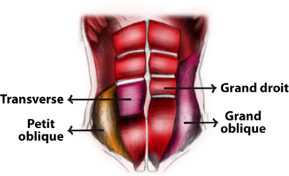illustration_abdos-schema.jpg illustration_abdos-schema.jpg