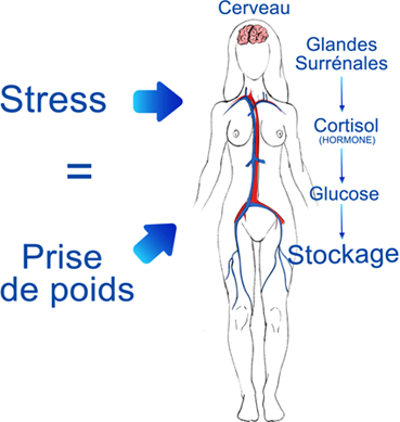 schema_stress.jpg schema_stress.jpg